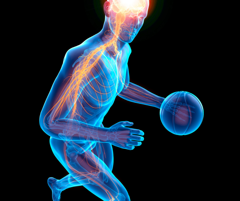 3D illustration of a basketball player with highlighted brain and nervous system, demonstrating the mind-body connection and how upper cervical spine care improves physical performance, relieves neck pain, and supports overall wellness.